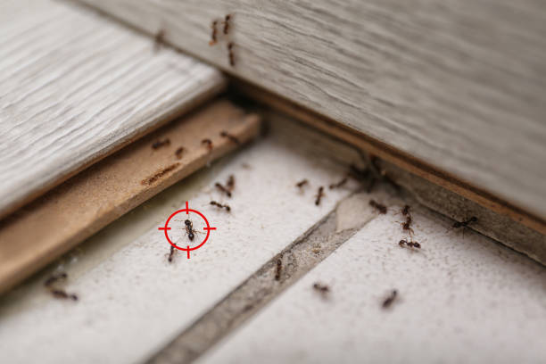 Best Rodent Control Near Me  in Lake Wilderness, VA