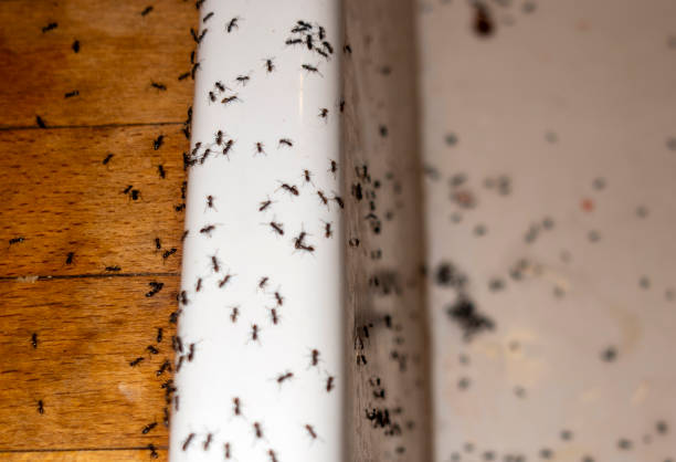 Insect Control in Lake Wilderness, VA