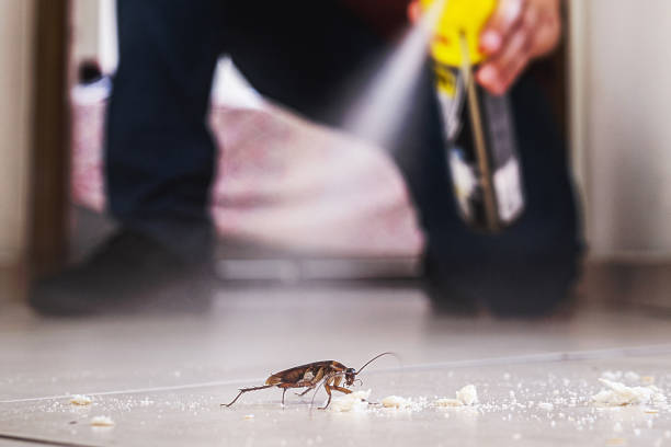 Flea Control Services in Lake Wilderness, VA