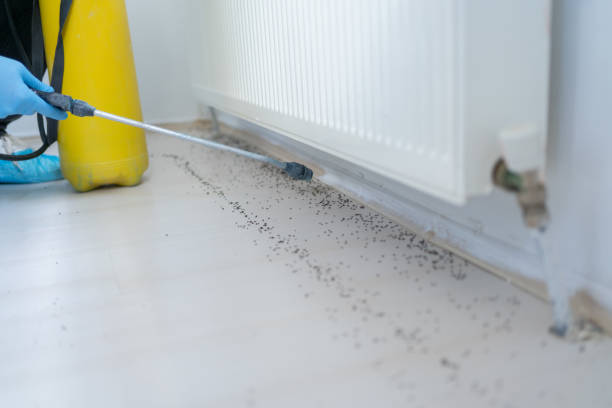 Professional Pest Control in Lake Wilderness, VA